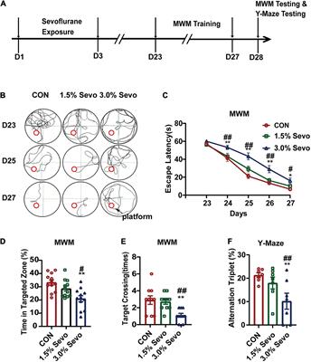 Inhibition of Adult Hippocampal Neurogenesis Plays a Role in Sevoflurane-Induced Cognitive Impairment in Aged Mice Through Brain-Derived Neurotrophic Factor/Tyrosine Receptor Kinase B and Neurotrophin-3/Tropomyosin Receptor Kinase C Pathways